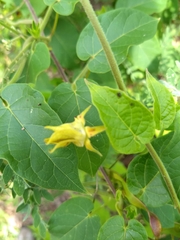 Gonolobus erianthus