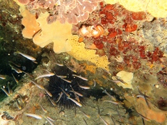 Sycozoa cerebriformis