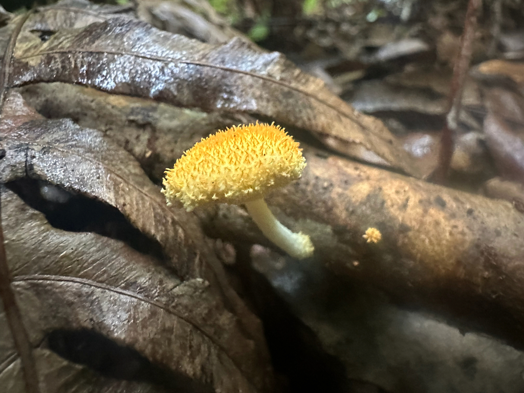 Cyptotrama asprata · April 2026 · photo: © shuetrim (iNaturalist, cc-by)