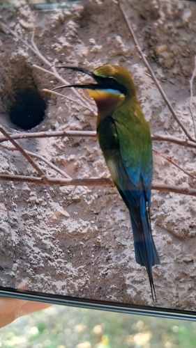 Blue-tailed Bee-eater