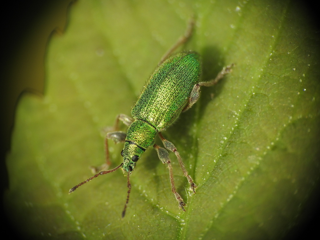 Phyllobius pellitus