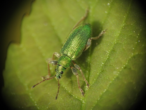 Phyllobius pellitus
