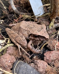 Secret Robber Frog photo 3