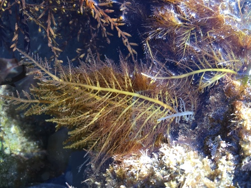 Gelidium robustum observed 2020-03-11