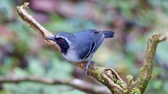 Myrmoborus myotherinus