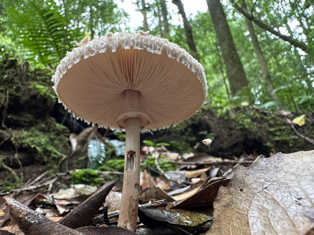 Macrolepiota clelandii · April 2026 · photo: © shuetrim (iNaturalist, cc-by)