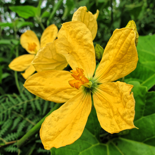 Cogniauxia podolaena (Cogniauxia podolaena)