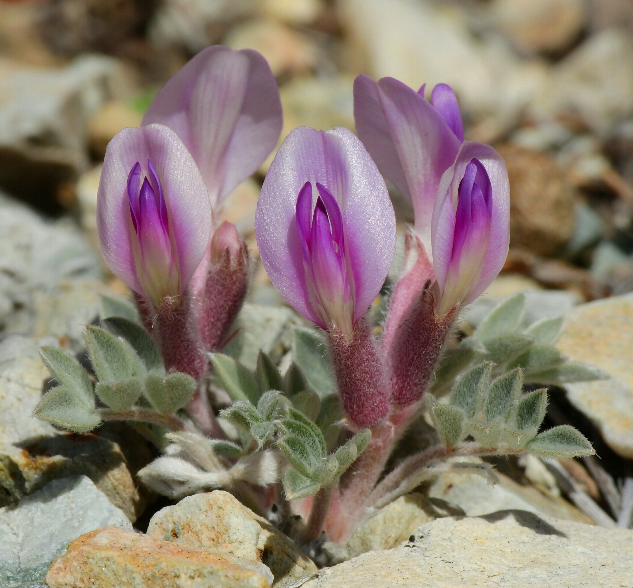 Astragalus newberryi var. newberryi