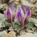 Newberry's Milkvetch - Photo (c) David Greenberger, some rights reserved (CC BY-NC-ND), uploaded by David Greenberger