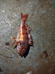 Rosefish photo 2