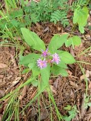 Vernonia greggii