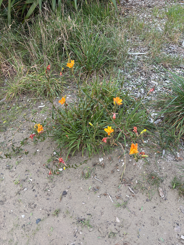 Chilean Evening Primrose (Oenothera stricta)