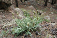 Oxytropis bargusinensis