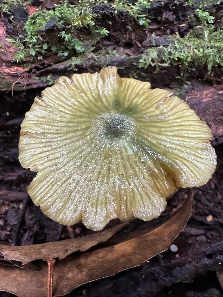 Entoloma rodwayi · April 2026 · photo: © shuetrim (iNaturalist, cc-by)
