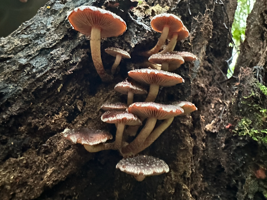 Hypholoma brunneum · April 2026 · photo: © shuetrim (iNaturalist, cc-by)