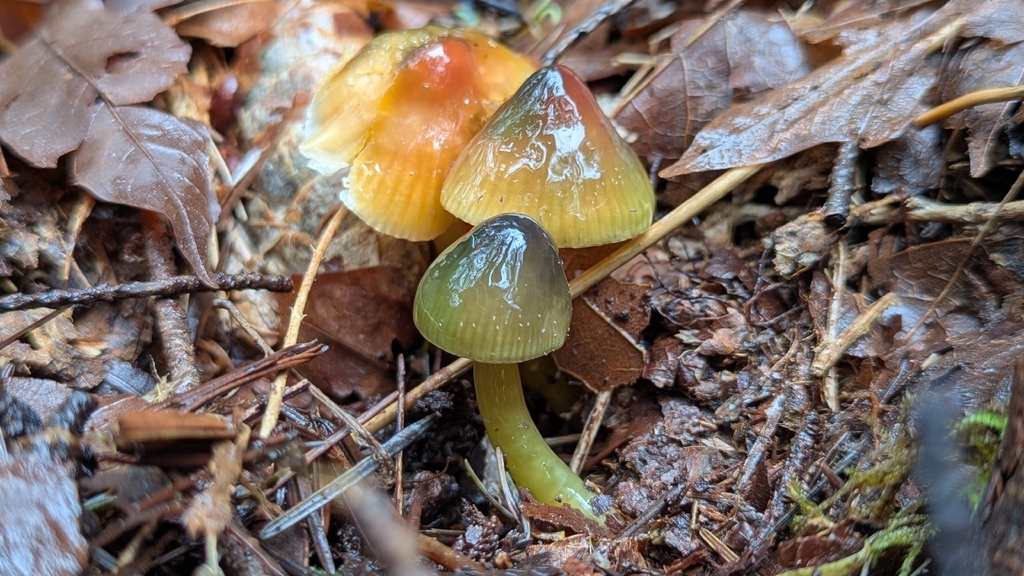 Gliophorus psittacinus · April 2026 · photo: © benkeen (iNaturalist, cc0)