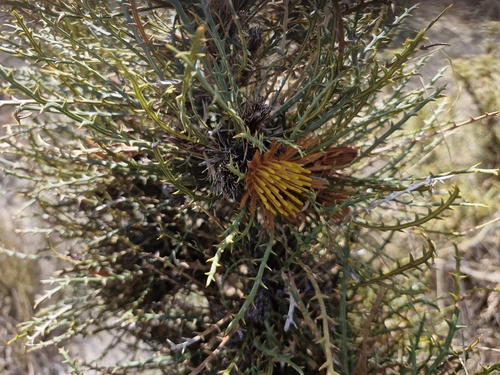 Prickly Dryandra