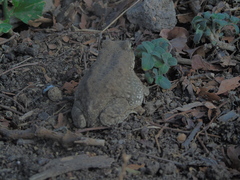 Duttaphrynus stomaticus