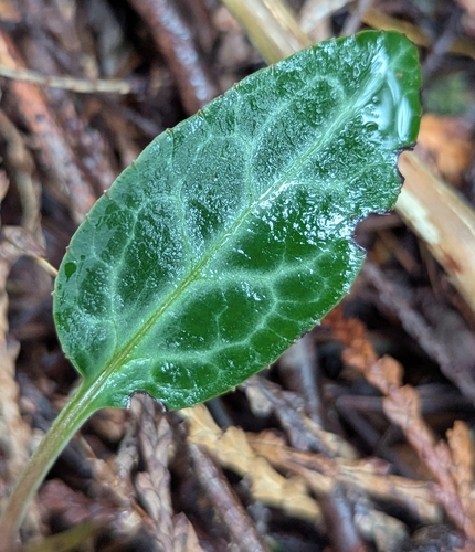 white-veined wintergreen (Pyrola picta)