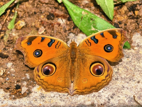 Peacock Pansy