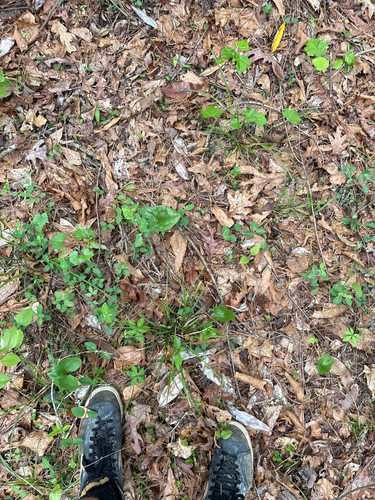 Alabama Heartleaf (Asarum speciosum)