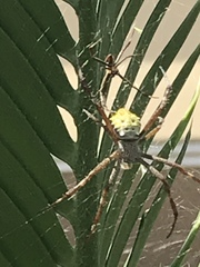 Araneidae