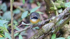 Myrmoborus myotherinus