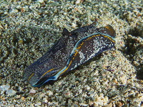 Philinopsis depicta (Renier, 1807)