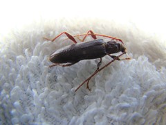 Callidiopis scutellaris