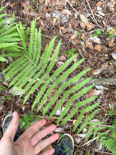 Widespread Maiden Fern (Pelazoneuron kunthii)