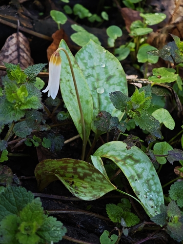 Erythronium caucasicum, photograph 5
