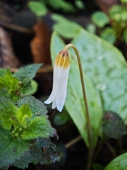 Erythronium caucasicum, photograph (c) Igor Balashov, some rights reserved (CC BY)