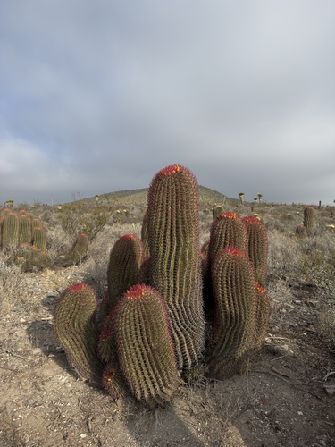 Mexican Lime Cactus (Ferocactus pilosus)