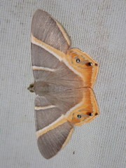 Opisthoxia