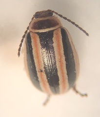 Kuschelina miniata