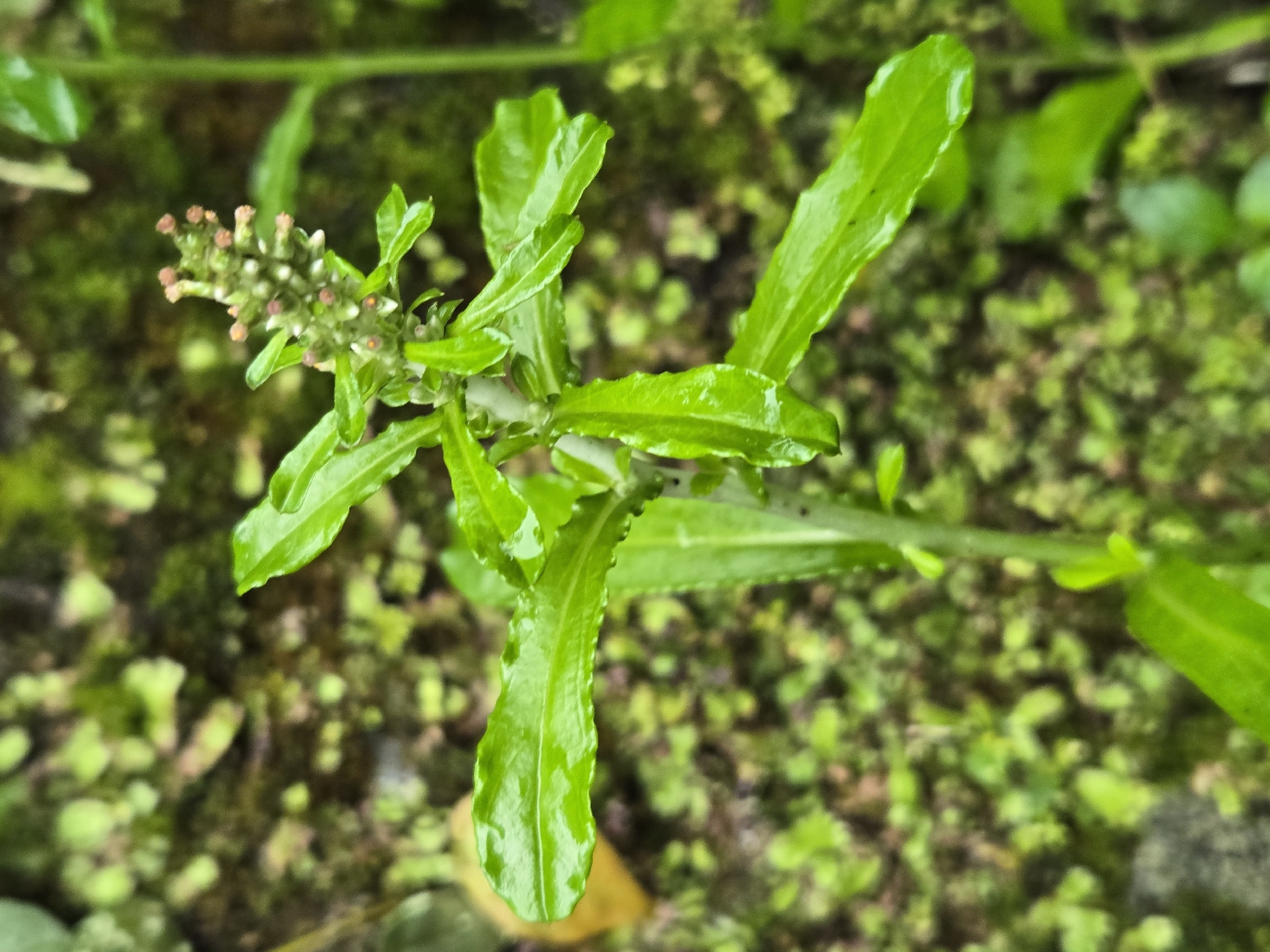 American Everlasting (Gamochaeta americana)