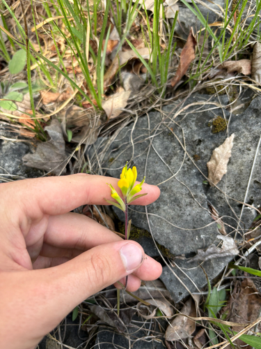 Kral's paintbrush (Castilleja kraliana)