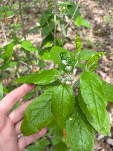 Alabama Croton (Croton alabamensis)