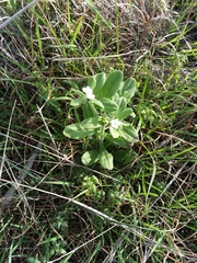 Lithospermum matamorense