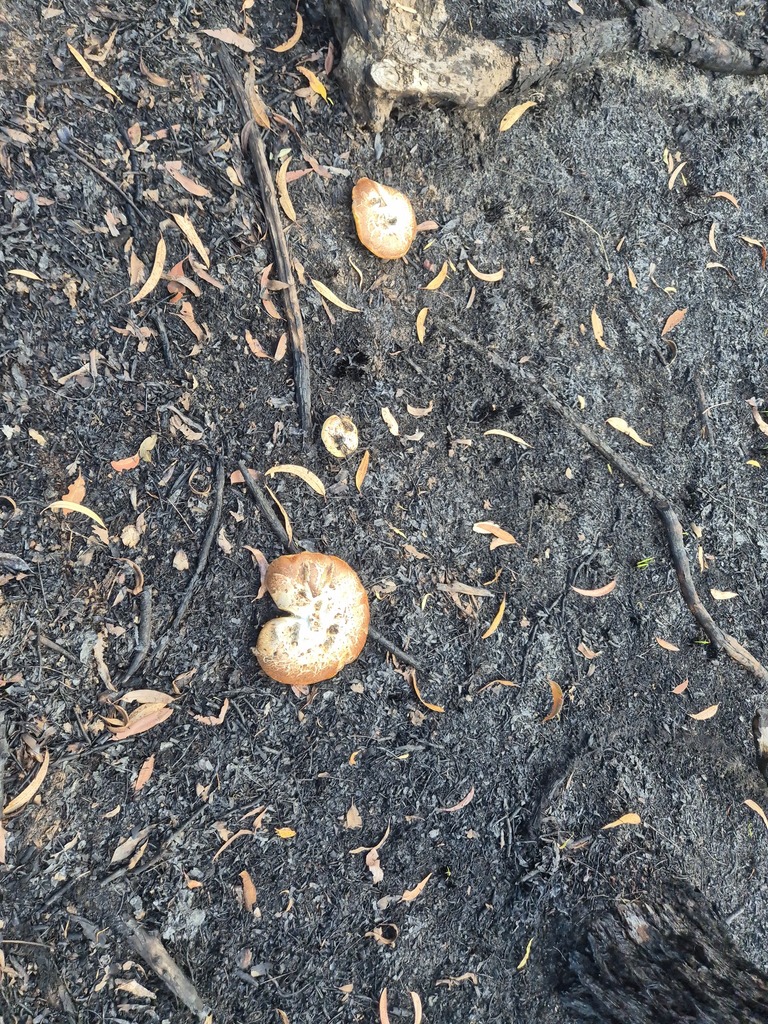 Fomitopsis tumulosa