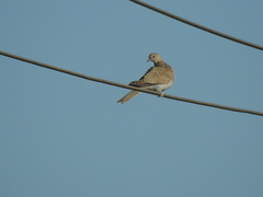 Streptopelia decaocto