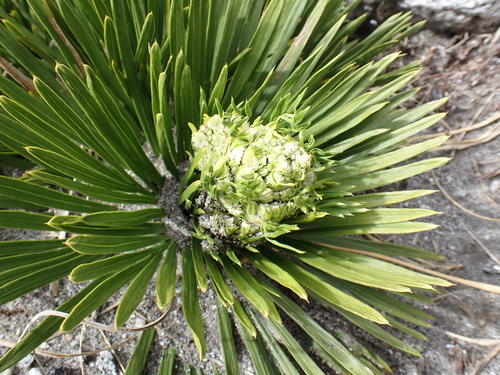 Aciphylla congesta, photograph 6