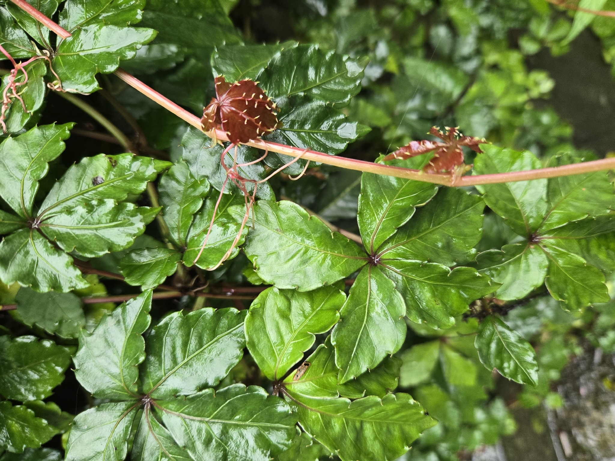 Hairless Rockvine (Tetrastigma obtectum)
