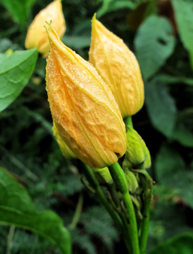Cogniauxia podolaena (Cogniauxia podolaena)