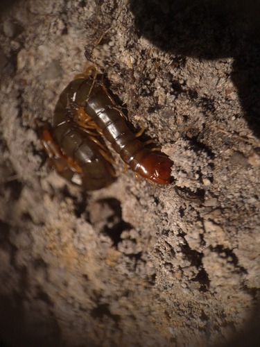 Orange-footed Centipede photo 4
