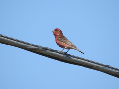 Haemorhous mexicanus