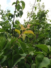 Prunus armeniaca