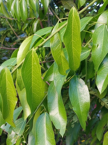 Anisocycla grandidieri (Anisocycla grandidieri)