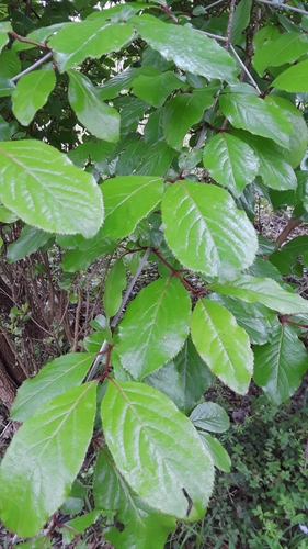 Viburnum rufidulum, photographed by an iNaturalist contributor
