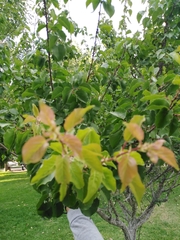 Prunus armeniaca
